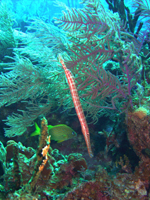 Trumpetfish